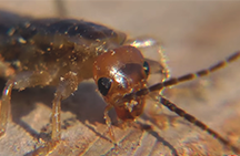  Снимка dvuvostok (earwigs)