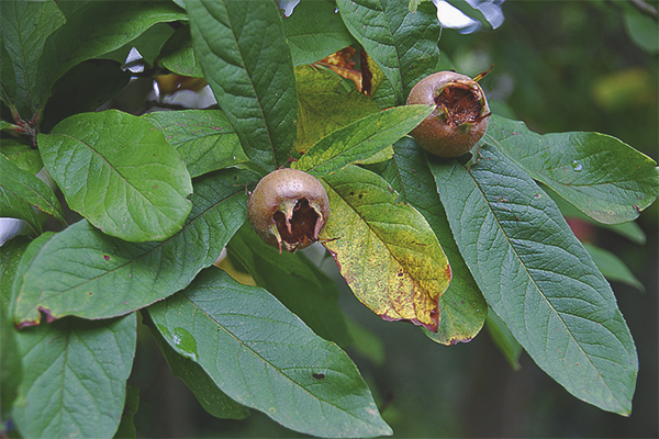 Немски loquat