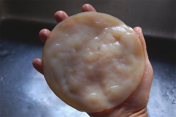 Как да растем kombucha