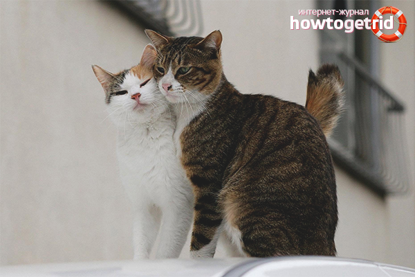 Котка търси партньор