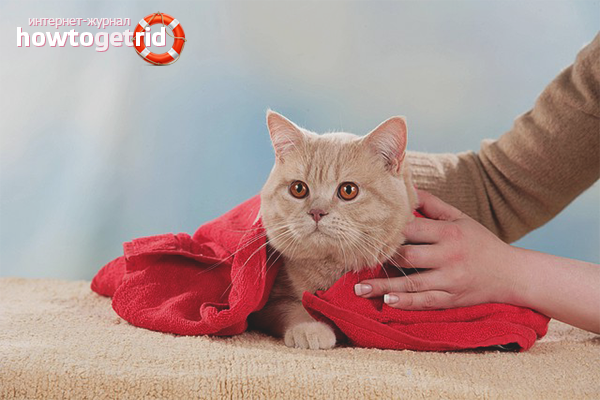 Как да изсъхне котка след плуване
