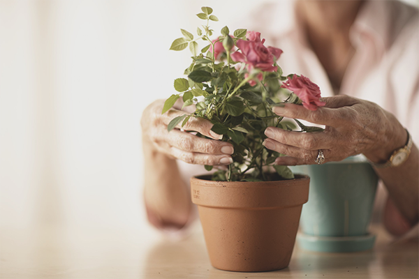 Как да се грижим за роза в саксия