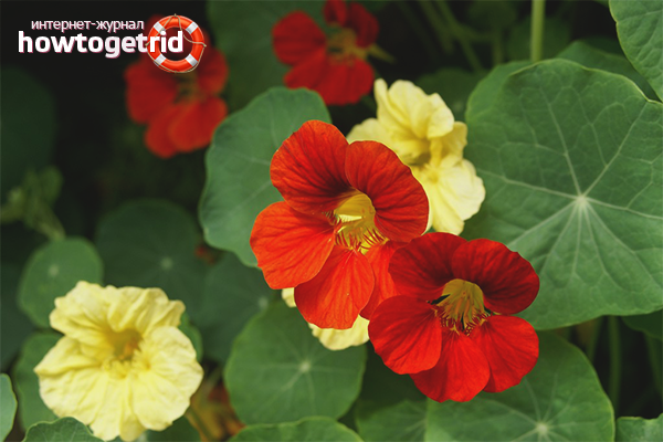 Aphid nasturtium
