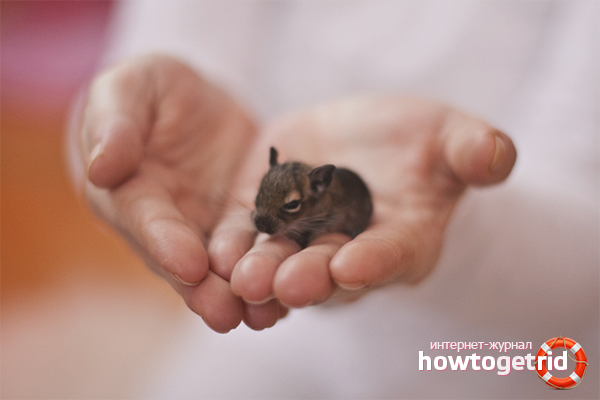Degus разплод
