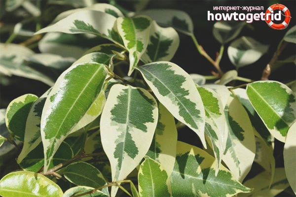 Ficus тор