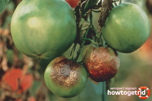 Phytophthora върху домати