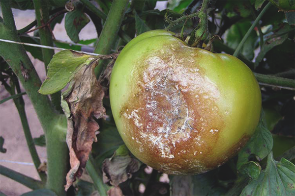 Как да защитите домати от phytophthora