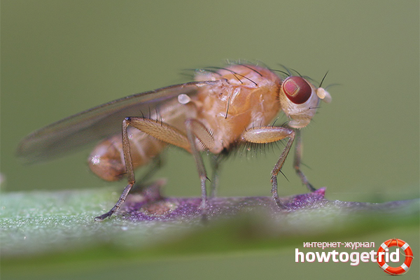 Drosophila