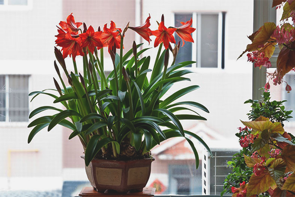 Как да направите gippeastrum цъфтят