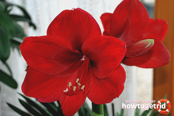 Gippeastrum грижи