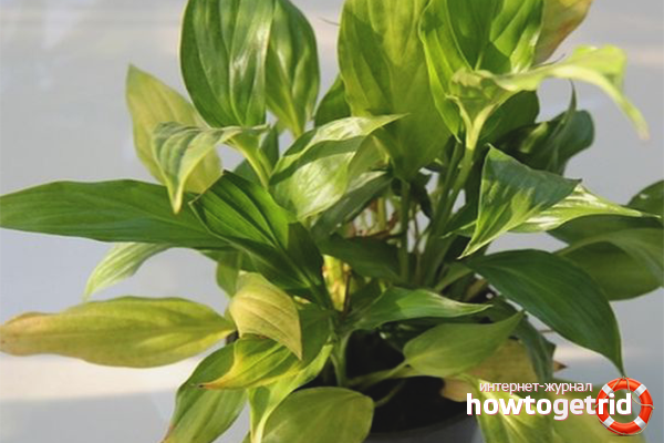 Жълти листа при spathiphyllum