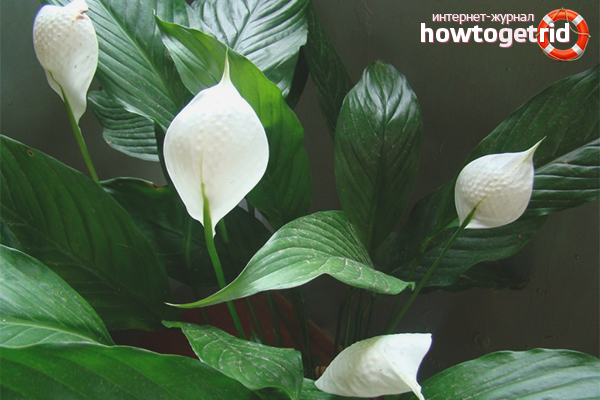 Spathiphyllum