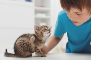  Как да получите бълха от коте