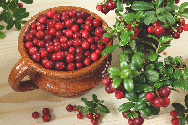 Lingonberry по време на бременност