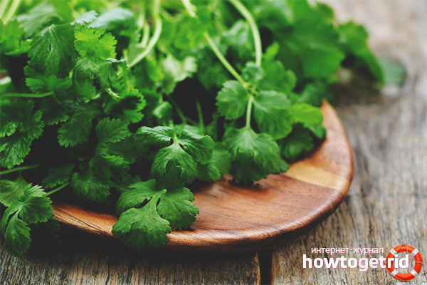 Cilantro за бременни жени
