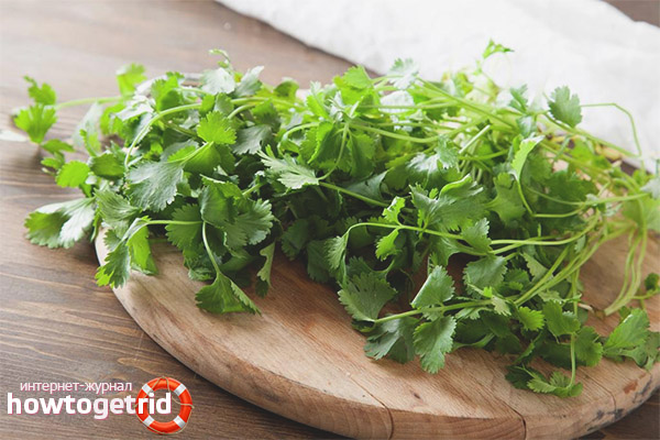 Cilantro в народната медицина
