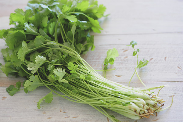 Cilantro по време на бременност