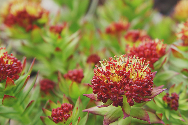 Лечебни свойства и противопоказания на Rhodiola Rosea