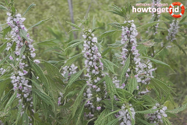 Хранителни вещества за майката