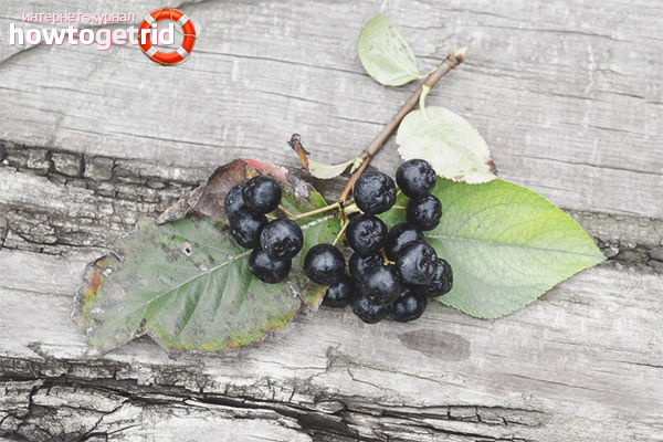 Предимствата на chokeberry за бременни жени