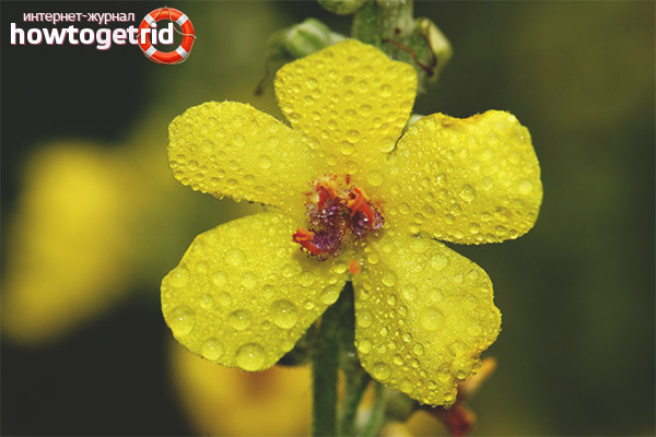 Mullein хранителни вещества