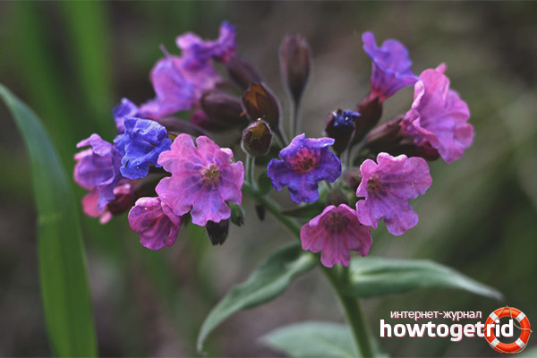 Рецепти за лекарствени варианти, използващи Lungwort