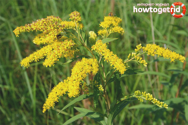 Видове Goldenrod