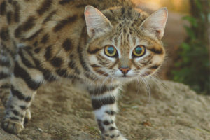  Черна котка котка