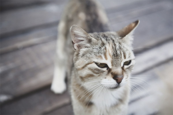 Анатолианска котка