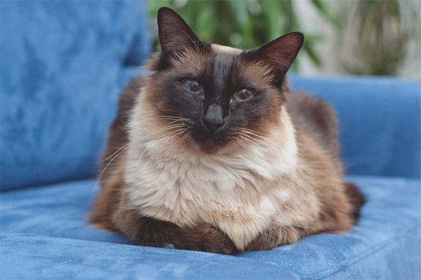 Балийски котки