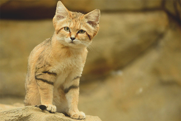 Dune cat