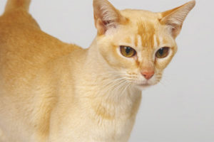  Цейлон котка