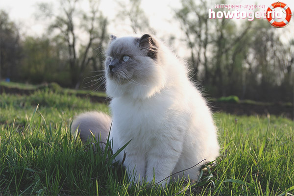 Хималайска котка вълна цвят