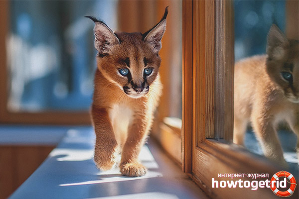 Къде да купя коте Caracal