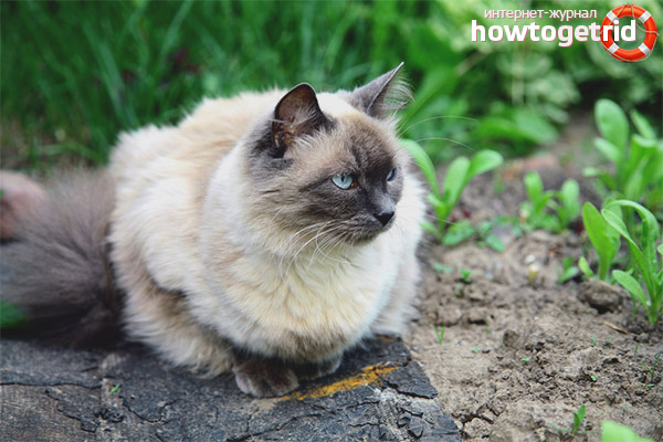 Характеристики котки balinez