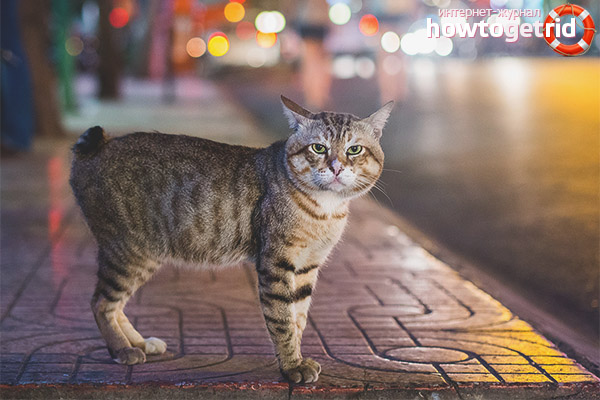Manx порода котка характер