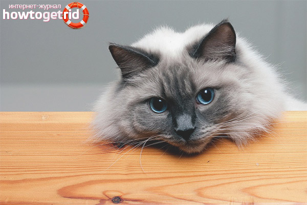 Ragdoll котка характер