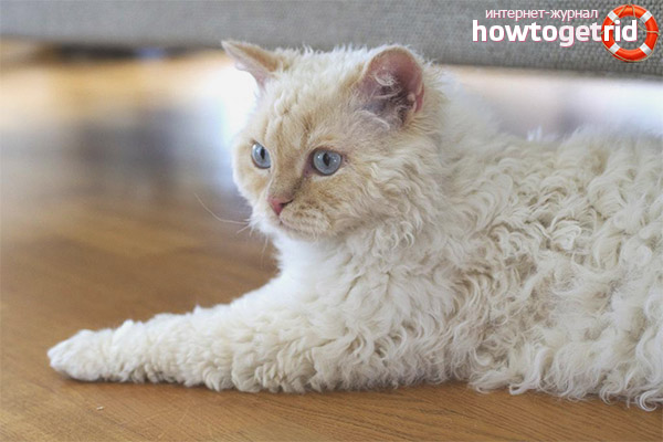 Природата на Selkirk Rex