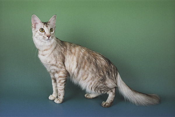 Java cat