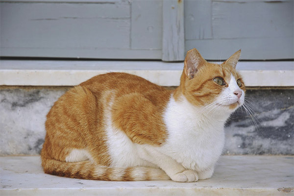 Егейска котка