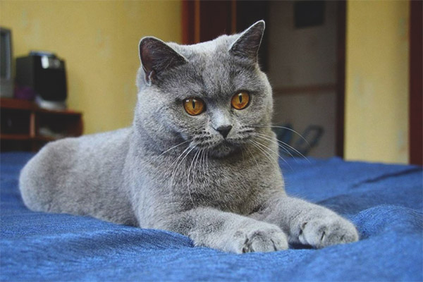 Картезианска котка