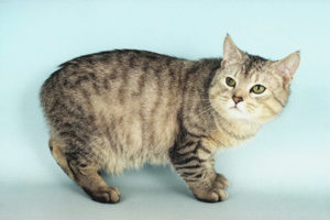  уелски Cat