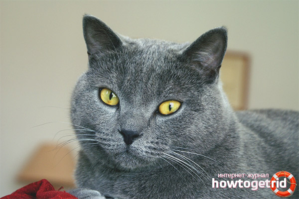 Chartreuse cat