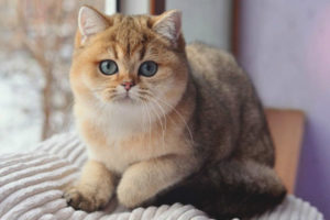  Чинчила котка