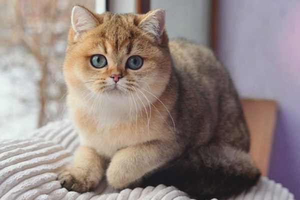 Чинчила котка