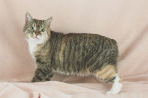  Manx