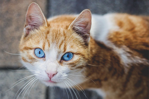 Ojos azules
