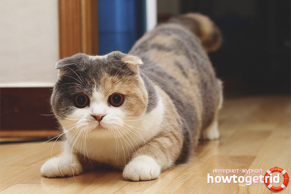 Шотландски Fold Cat Colours