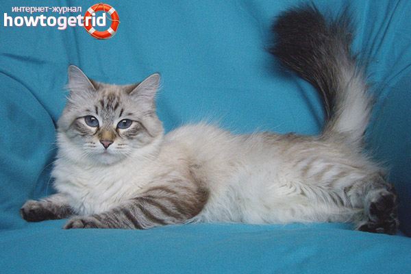Описание на породата на котката Neva Masquerade Cat