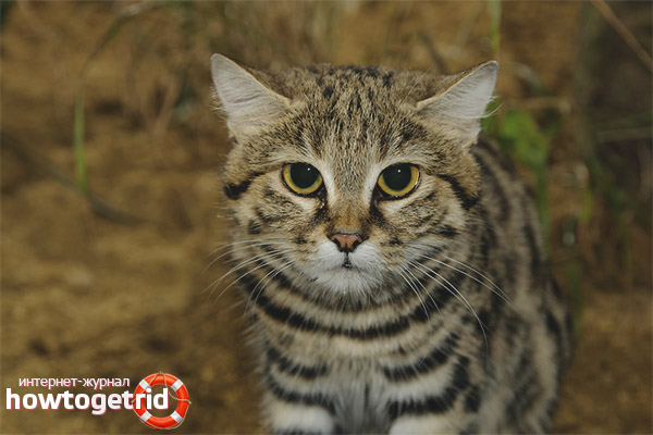 Африканският начин на живот на черната котка